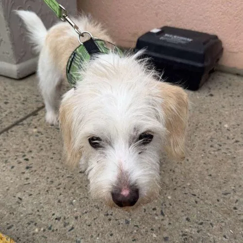 An adult small-sized female Terrier dog named Santi for adoption in Verona, NJ