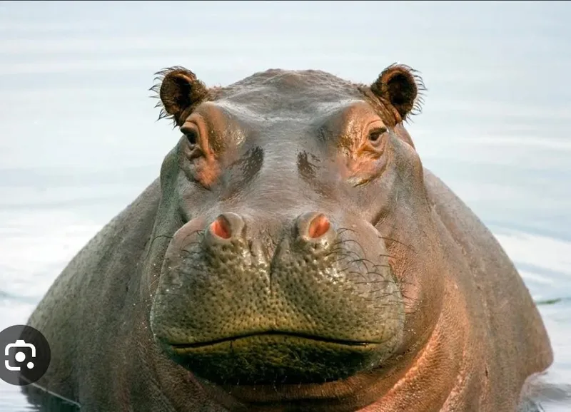 Househippo