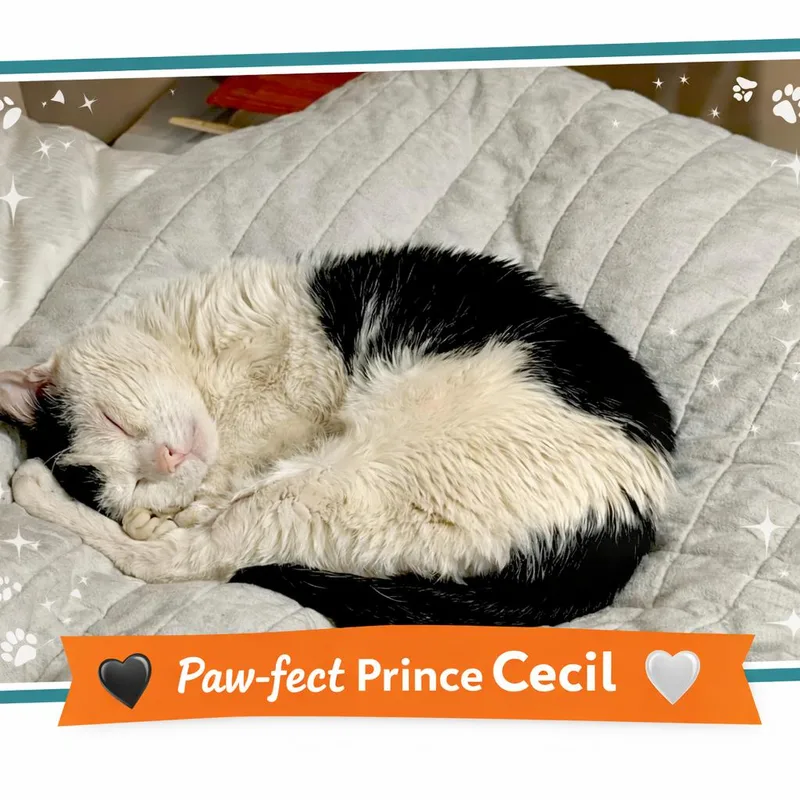 Cecil thumbnail 3
