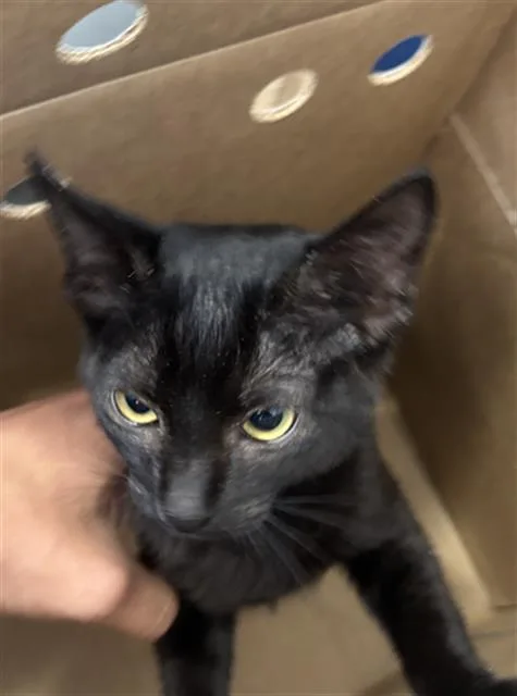 A young medium-sized female Domestic Short Hair cat named Chanel for adoption in Dallas, TX