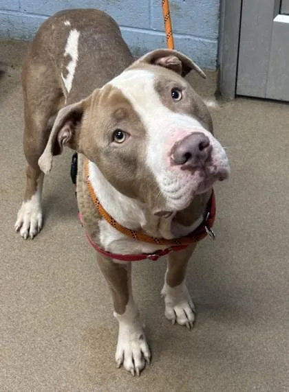 An adult large-sized male Mixed Breed dog named Indy Jones for adoption in Chamblee, GA