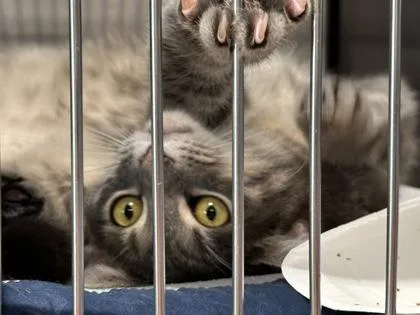 A baby small-sized male Domestic Medium Hair cat named Benedict for adoption in Bridgewater, NJ