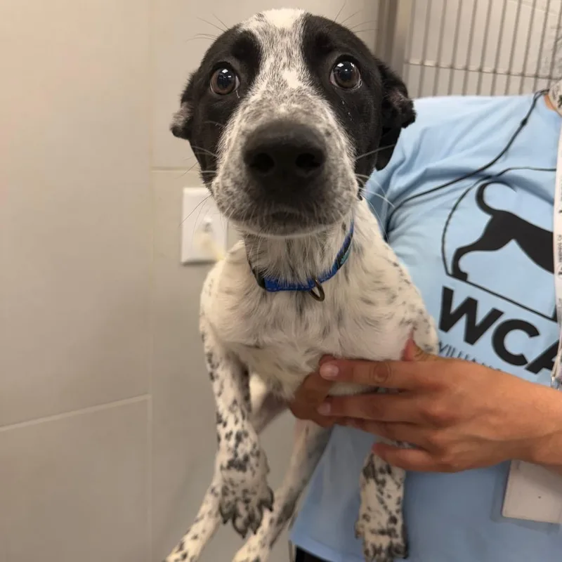 A baby small-sized male Gray / Blue / Silver Mixed Breed dog named Moose for adoption in Franklin, TN