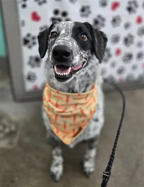 An adult large-sized male Mixed Breed dog named Dingo for adoption in Dallas, TX