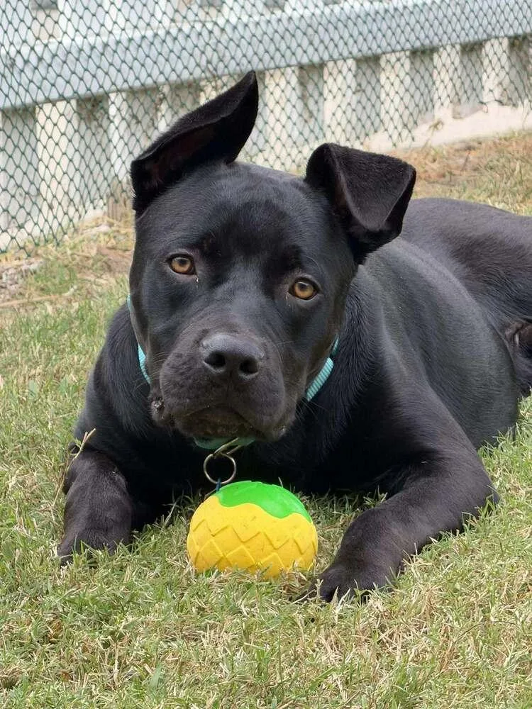 A young medium-sized male Black Pit Bull Terrier dog named Boris for adoption in San Francisco, CA