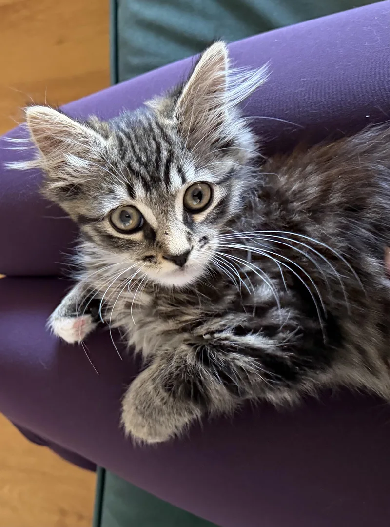 A baby small-sized male Domestic Long Hair cat named Ash for adoption in South Pasadena, CA