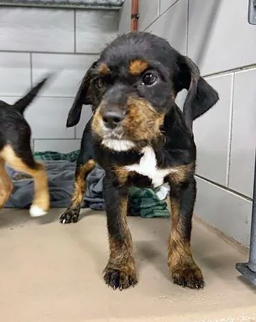 A baby medium-sized female Black Mixed Breed dog named Papyrus for adoption in Nashville, TN