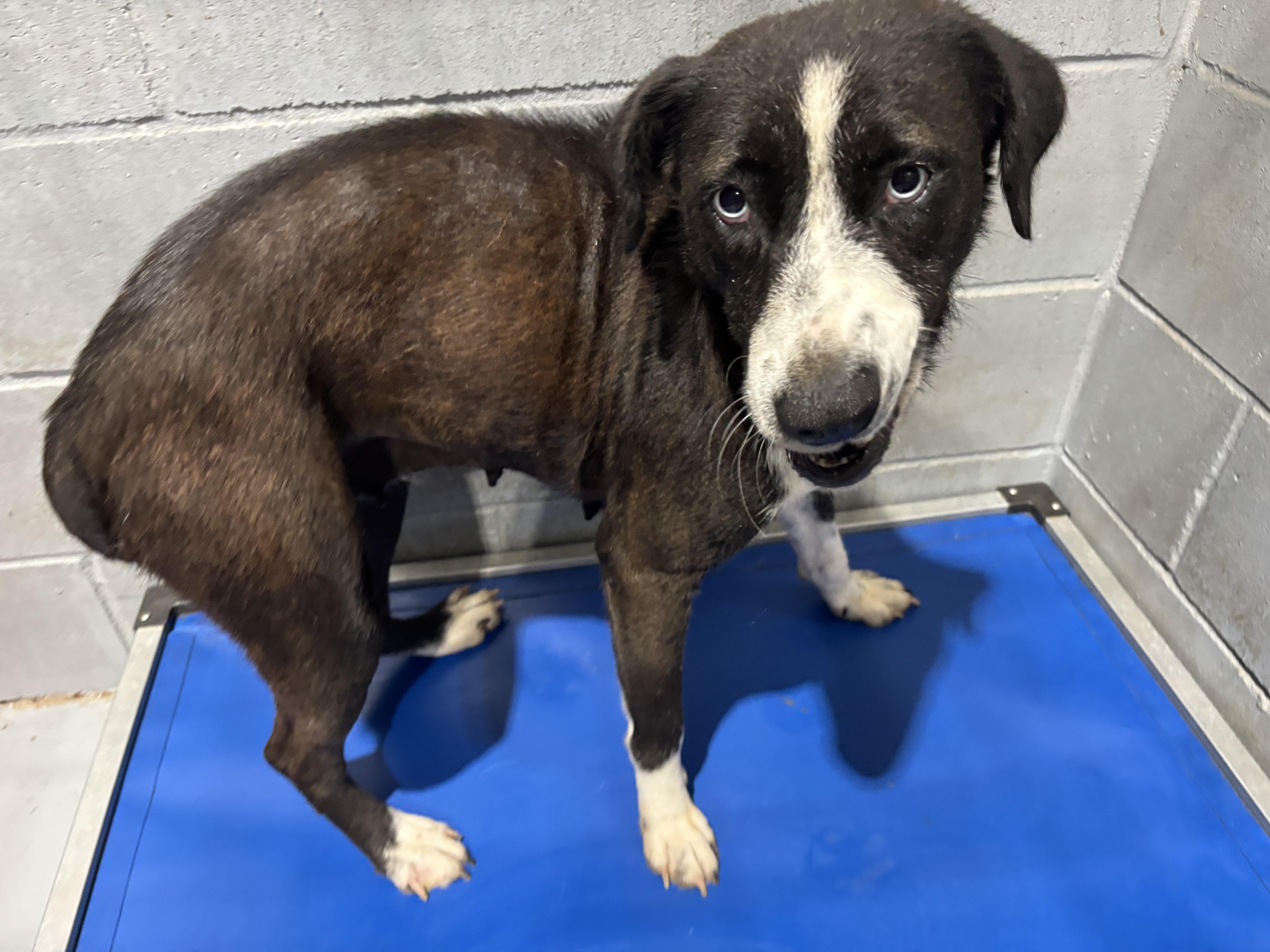 A young medium-sized female Black Border Collie dog named Carole for adoption in Coldspring, TX