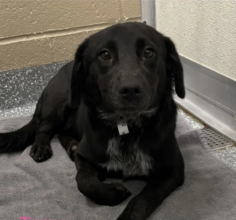 A young medium-sized female Flat-Coated Retriever dog named Whimsy for adoption in Las Vegas, NV
