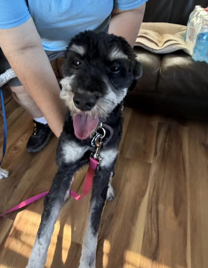 A young small-sized female Black Standard Poodle dog named Rocket for adoption in Deming, NM
