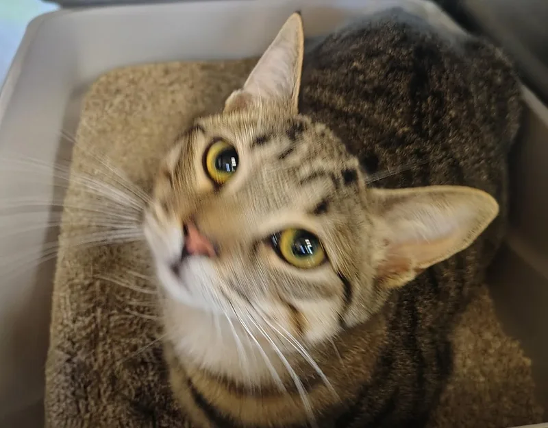 A young large-sized female Tabby (Brown / Chocolate) Domestic Short Hair cat named Bonnie for adoption in Sierra Vista, AZ