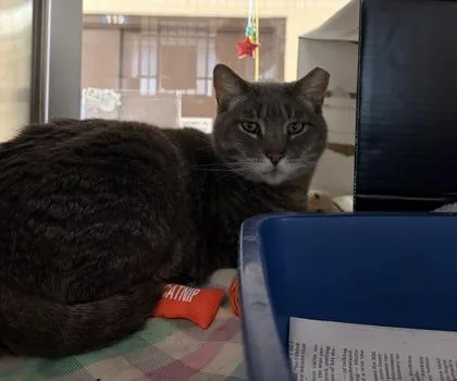 An adult small-sized male Domestic Short Hair cat named Grady for adoption in West Chester, PA