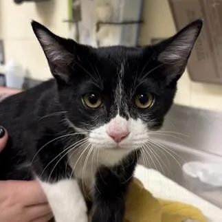 A baby small-sized male Black Domestic Short Hair cat named Top Hat for adoption in Asheville, NC