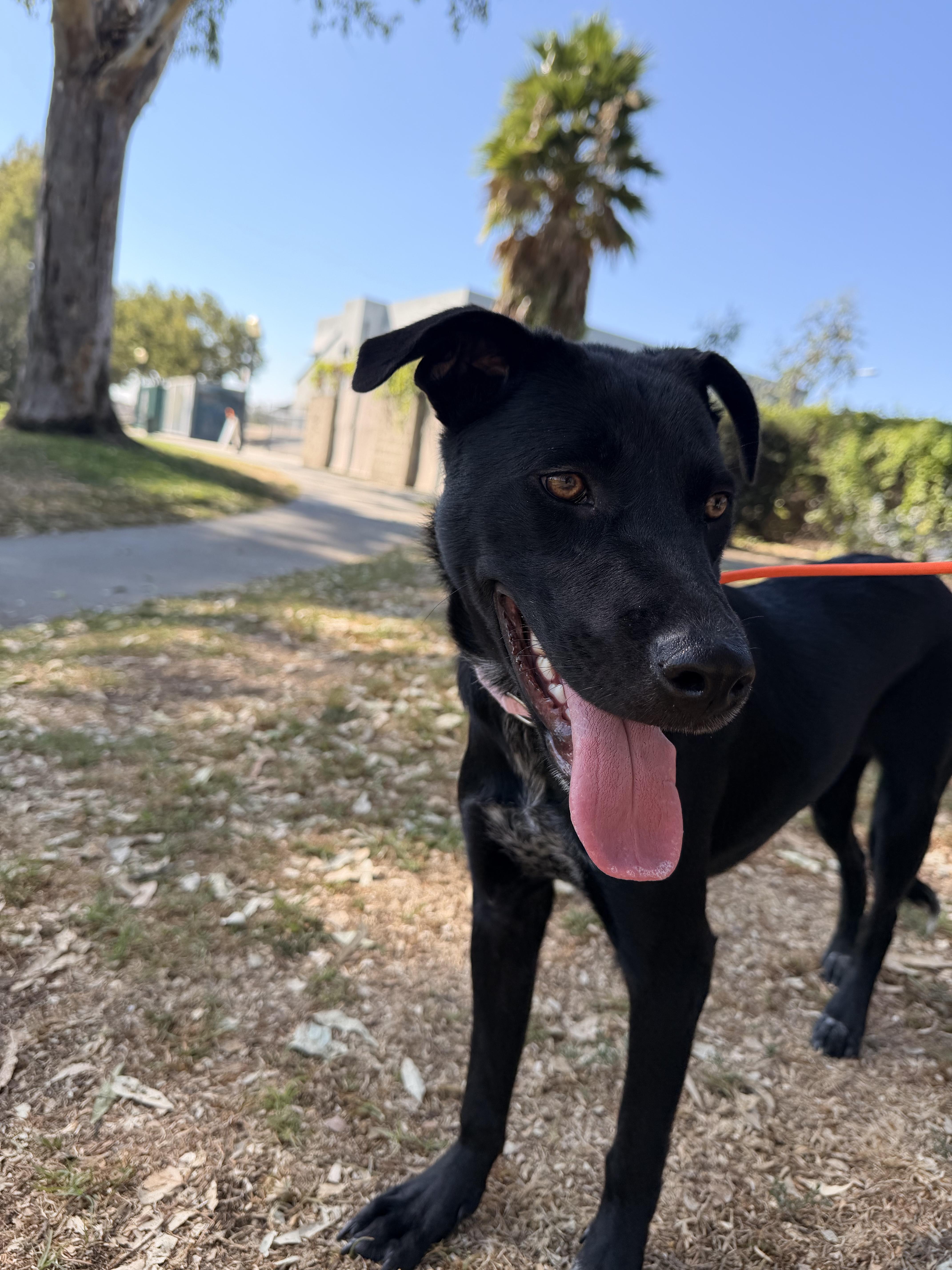 A young medium-sized female Labrador Retriever dog named Boo for adoption in Thousand Oaks, CA