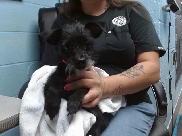 An adult small-sized female Toy Fox Terrier dog named Feta for adoption in Albuquerque, NM