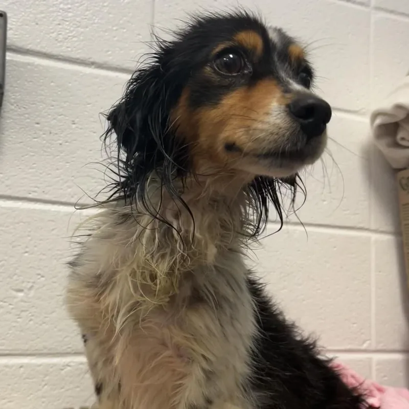 A young small-sized male Mixed Breed dog named Doug for adoption in Spruce Pine, NC