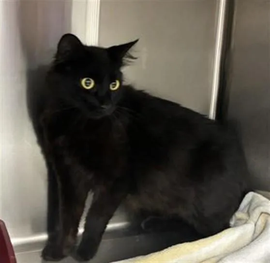 An adult small-sized female Domestic Short Hair cat named A for adoption in Rancho Cucamonga, CA