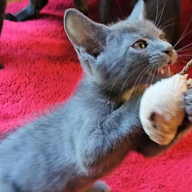 A baby small-sized male Domestic Short Hair cat named Sterling for adoption in Valley, AL