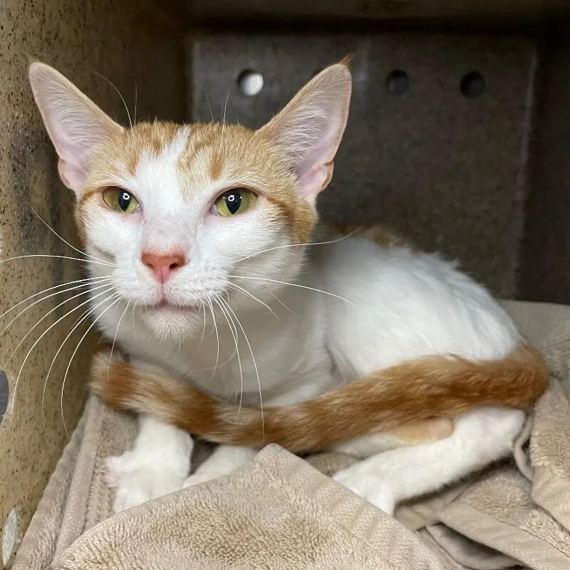 A young medium-sized female Domestic Short Hair cat named Eden for adoption in Roanoke, VA