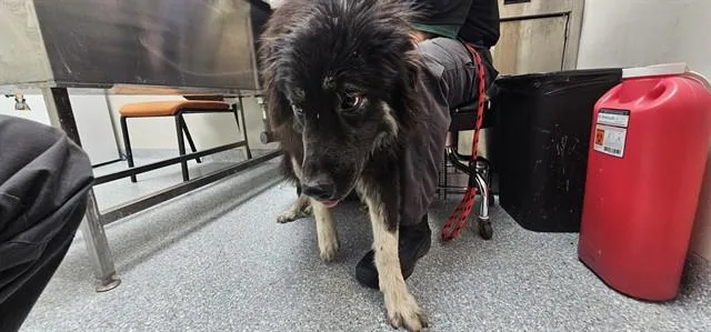 A young extra large-sized female Great Pyrenees dog named Alex for adoption in Garland, TX