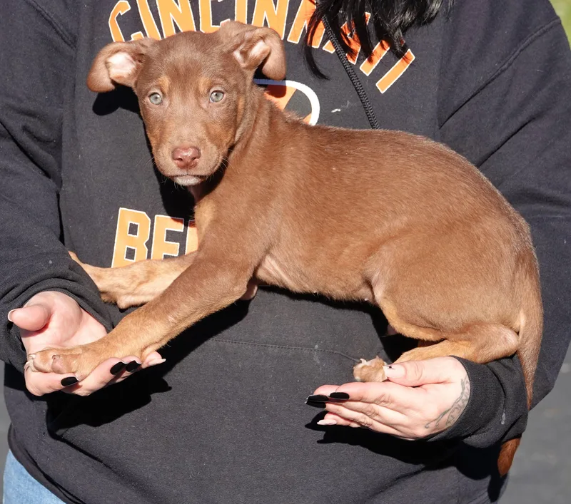A baby medium-sized male Brown / Chocolate Terrier dog named Toffie for adoption in Millfield, OH