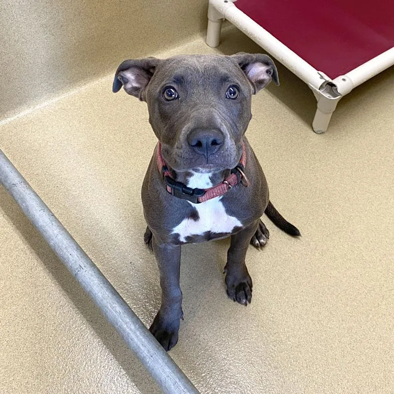 A young medium-sized female Gray / Blue / Silver Pit Bull Terrier dog named Jade for adoption in Monroe, GA