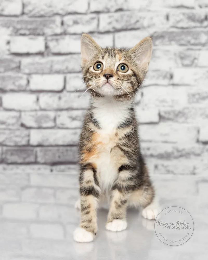 A baby medium-sized female Calico cat named Angelina for adoption in Tuscaloosa, AL