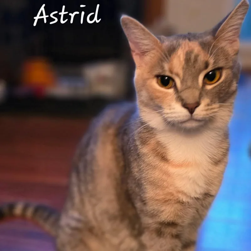 A young medium-sized female Torbie Domestic Short Hair cat named Astrid for adoption in Waldorf, MD