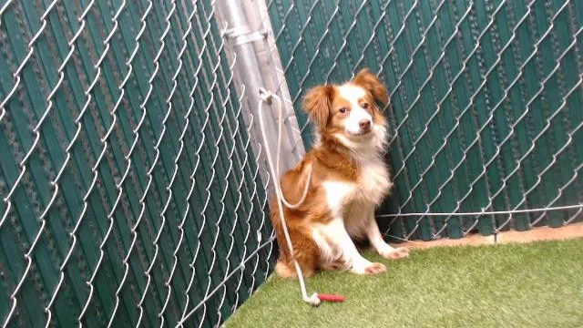 An adult medium-sized female Terrier dog named Chelsey for adoption in Downey, CA