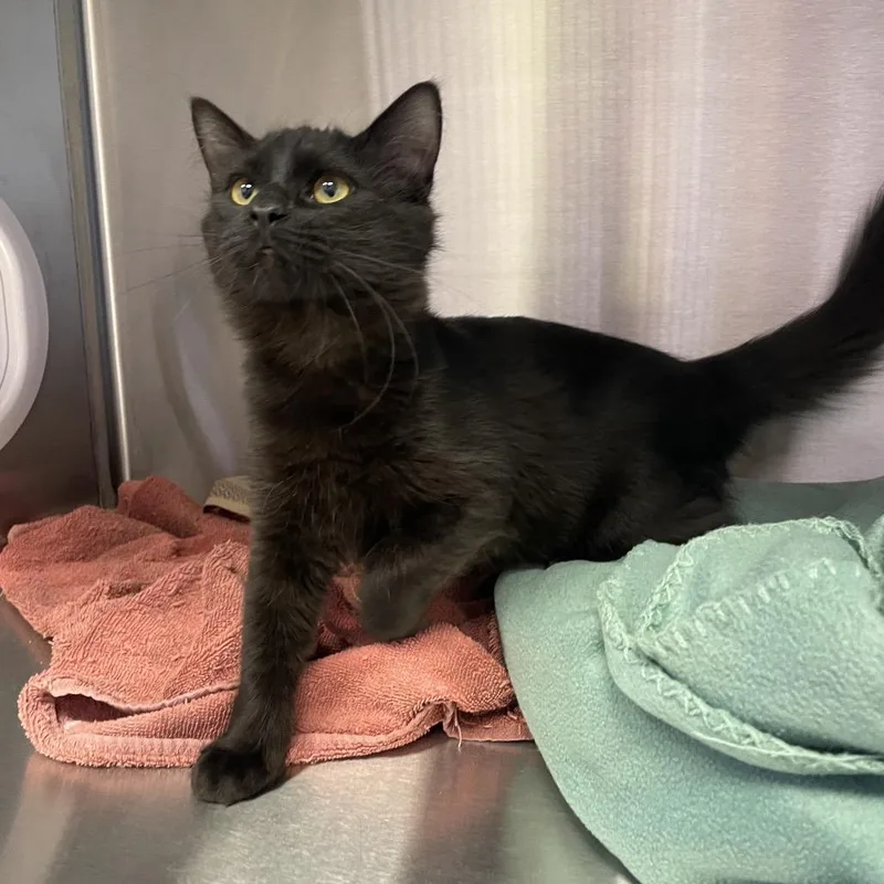 A baby medium-sized male Black Domestic Short Hair cat named Harmony for adoption in Knoxville, TN