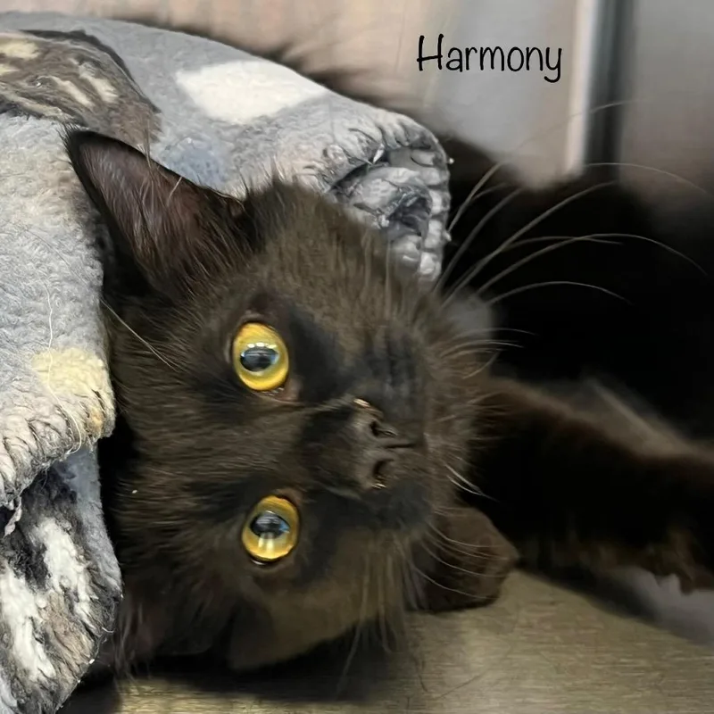 Harmony thumbnail 3