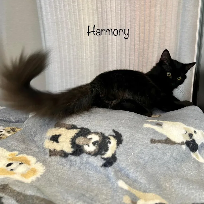 Harmony thumbnail 4