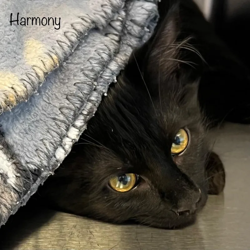 Harmony thumbnail 5