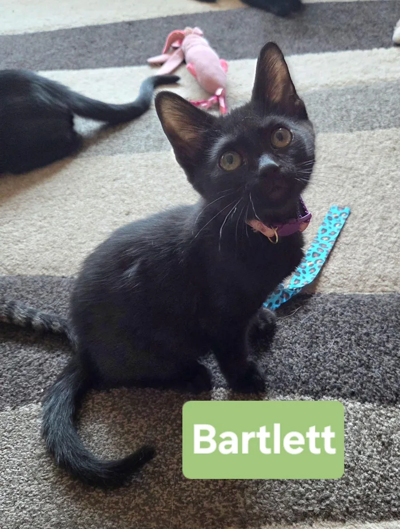 Bartlett thumbnail 5