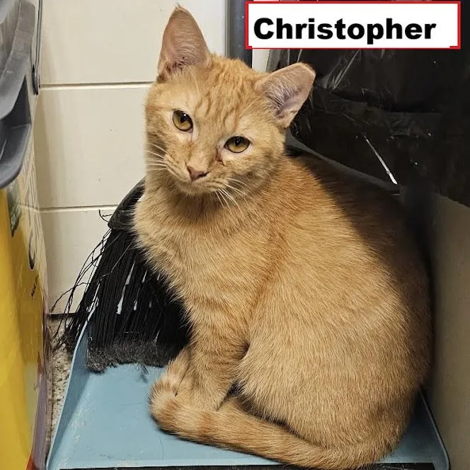 A baby medium-sized male Domestic Short Hair cat named Christopher for adoption in Zimmerman, MN
