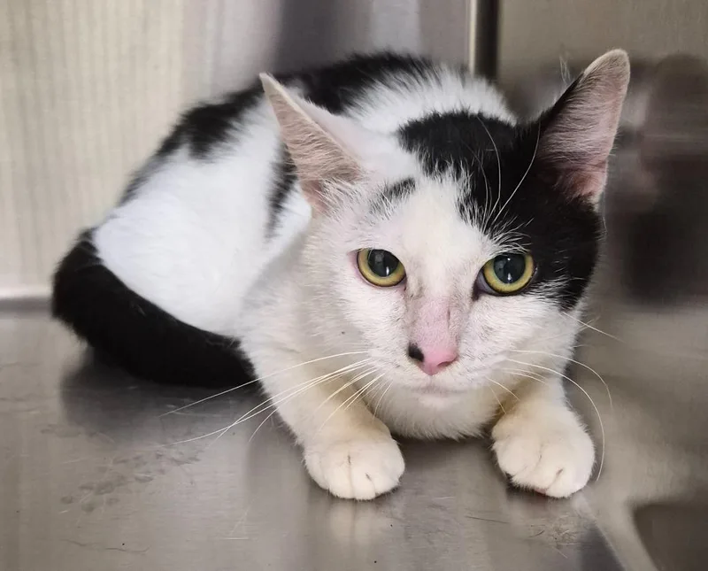 An adult medium-sized male Domestic Short Hair cat named Uncle Sam for adoption in Christiansburg, VA