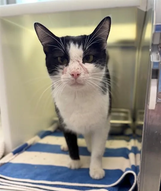 An adult medium-sized female Domestic Short Hair cat named Bailey for adoption in Brighton, CO