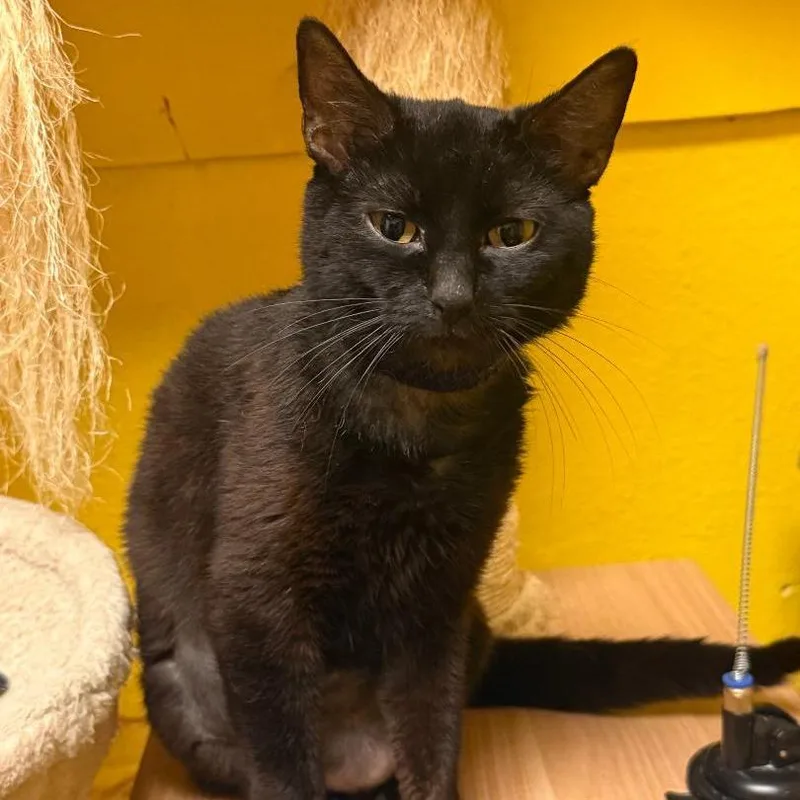 A young medium-sized female Black Domestic Short Hair cat named Ebby for adoption in North Myrtle Beach, SC