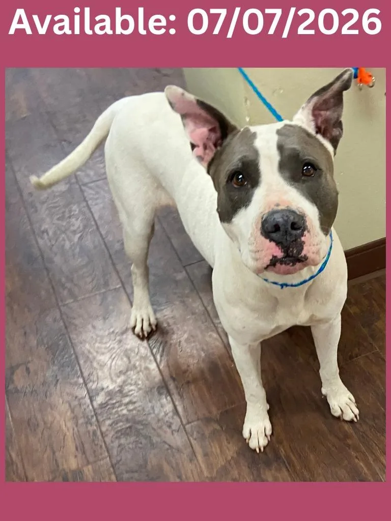 An adult large-sized female Pit Bull Terrier dog named Dog Kennel for adoption in Greenville, TX