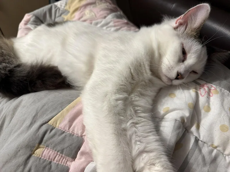 An adult medium-sized male Domestic Long Hair cat named BONDED PAIR: Itsy Bitsy for adoption in Naples, FL