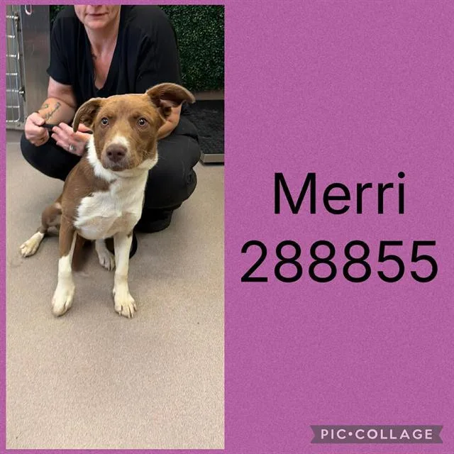 A young medium-sized female Mixed Breed dog named Merri for adoption in Macon, GA
