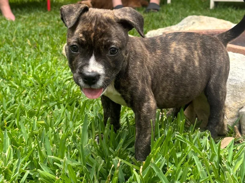 A baby medium-sized female Brindle Pit Bull Terrier dog named Enchilada for adoption in Austin, TX