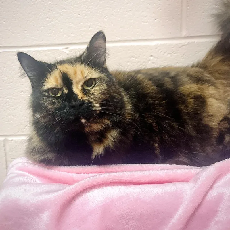 A senior large-sized female Black Domestic Long Hair cat named Willow for adoption in Owosso, MI