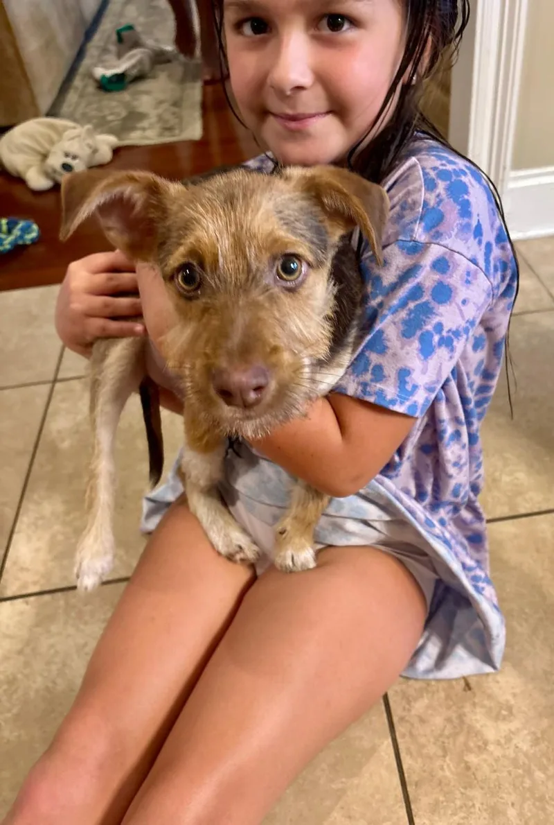 A baby medium-sized male Yellow / Tan / Blond / Fawn Wirehaired Terrier dog named Brave for adoption in Baton Rouge, LA