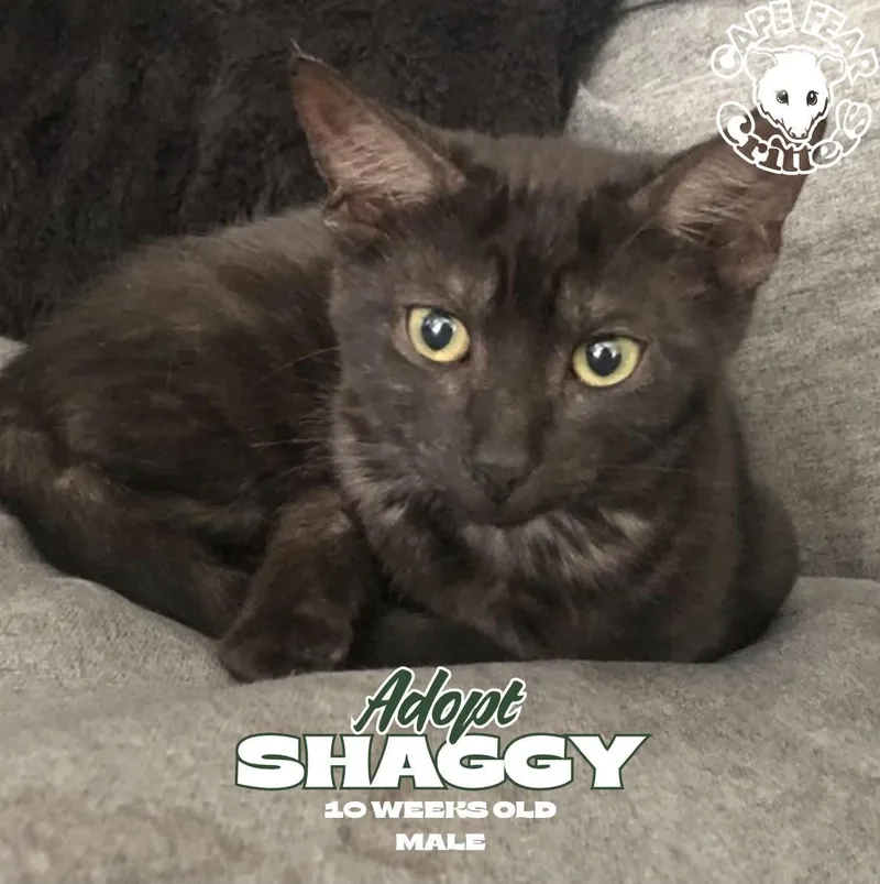 A baby small-sized male Black Domestic Short Hair cat named Shaggy for adoption in Wilmington, NC
