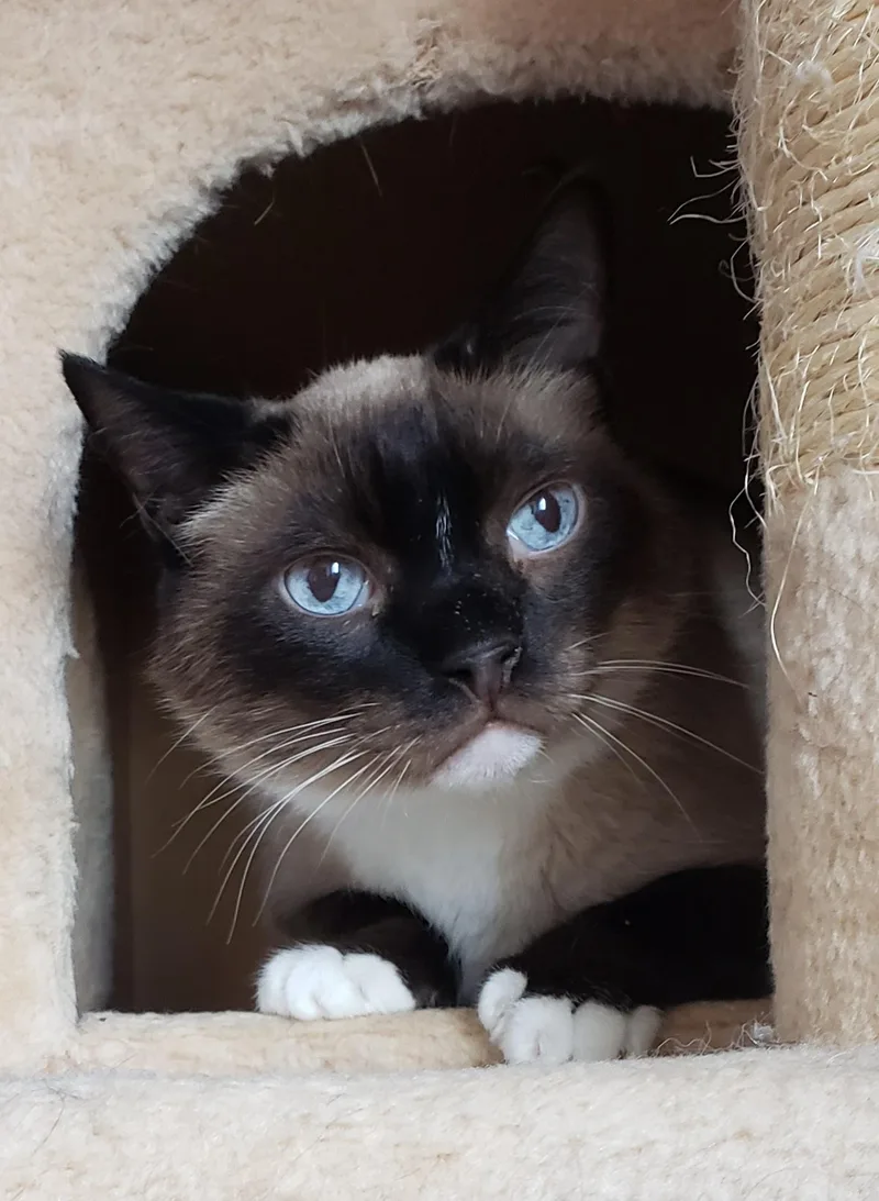 Simon