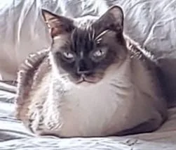 Simon thumbnail 2