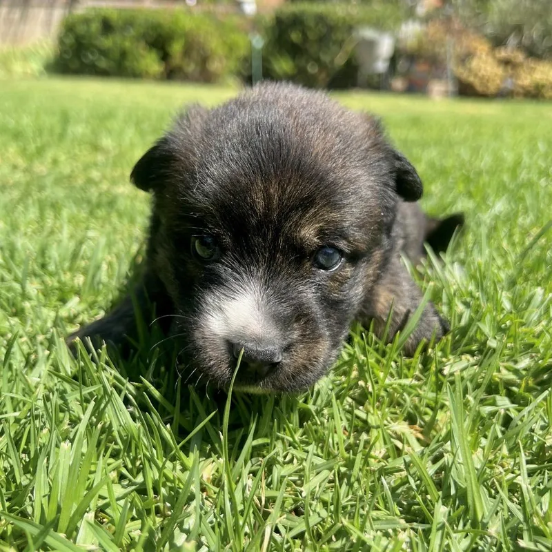 A baby small-sized female Brindle Mixed Breed dog named Trouble for adoption in San Diego, CA