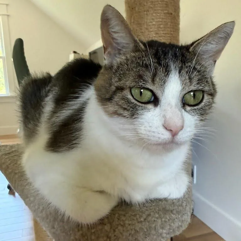 Roxy thumbnail 5