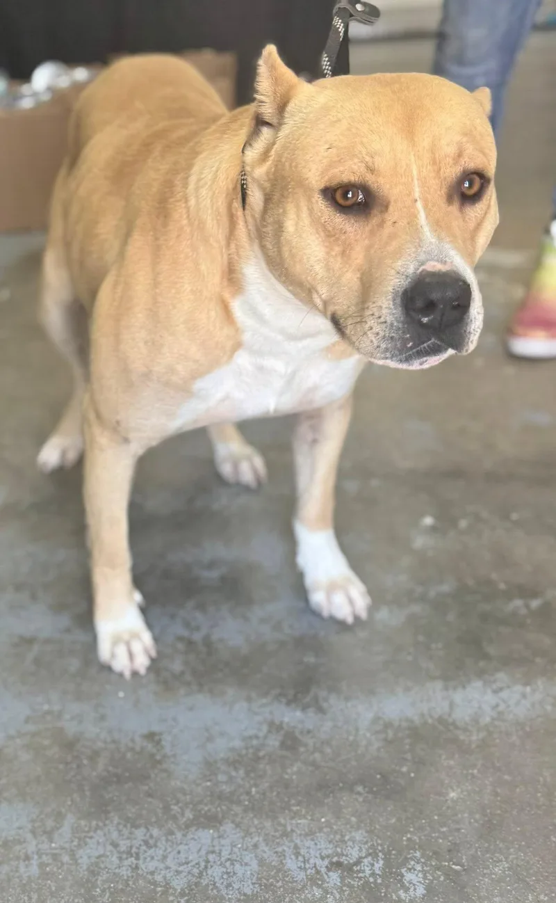A young large-sized male Apricot / Beige American Bully dog named Toad for adoption in Chesterfield, SC